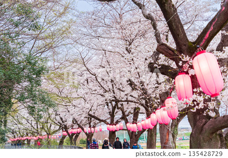 "Saitama Prefecture" Minuma Tambo Night Cherry Blossom Illumination Venue 135428729