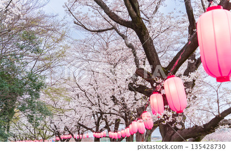 "Saitama Prefecture" Minuma Tambo Night Cherry Blossom Illumination Venue 135428730