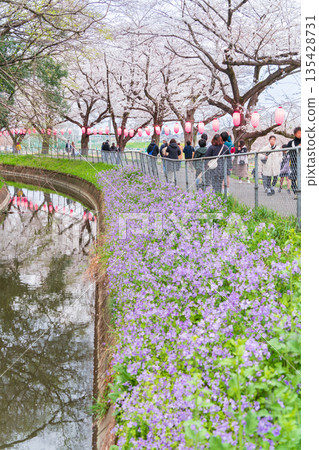 "Saitama Prefecture" Minuma Tambo Night Cherry Blossom Illumination Venue 135428731