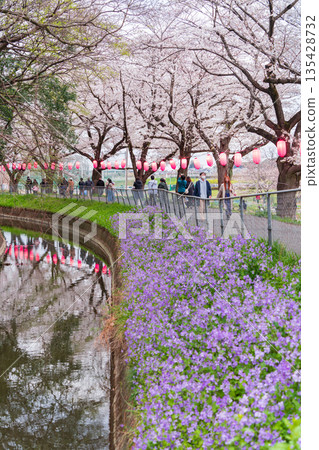 "Saitama Prefecture" Minuma Tambo Night Cherry Blossom Illumination Venue 135428732