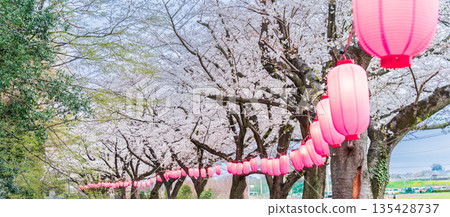 "Saitama Prefecture" Minuma Tambo Night Cherry Blossom Illumination Venue 135428737