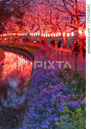 "Saitama Prefecture" Minuma rice field and cherry blossom corridor illumination - Night cherry blossoms 135428841