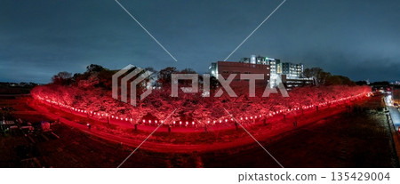 Aerial shot of the illuminated cherry blossom corridor in Minuma rice fields, Saitama Prefecture, taken with a drone Aerial shot of the illuminated cherry blossom corridor in Minuma rice fields, Saitama Prefecture, taken with a drone 135429004