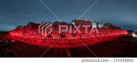 無人機拍攝的埼玉縣美沼稻田櫻花走廊燈光秀空拍照片。 無人機拍攝的埼玉縣美沼稻田櫻花走廊燈光秀空拍照片。 135429005