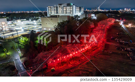 Aerial shot of the illuminated cherry blossom corridor in Minuma rice fields, Saitama Prefecture, taken with a drone Aerial shot of the illuminated cherry blossom corridor in Minuma rice fields, Saitama Prefecture, taken with a drone 135429009