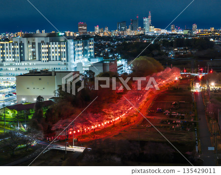 無人機拍攝的埼玉縣美沼稻田櫻花走廊燈光秀空拍照片。 135429011