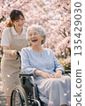 Under the soft spring sunshine, caregivers and patients take a leisurely stroll along the rows of cherry blossom trees in full bloom. 135429030