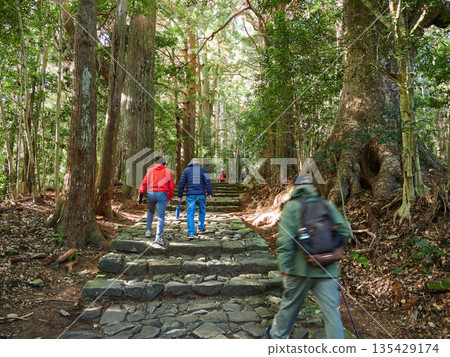 Foreign tourists walking on the cobblestone road of the old hiking trail of Kumano Kodo, a tourist attraction in Wakayama Prefecture Foreign tourists walking on the cobblestone road of the old hiking trail of Kumano Kodo, a tourist attraction in Wakayama Prefecture 135429174