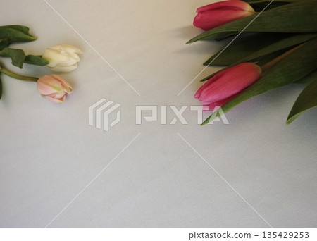 Red tulip flowers Red tulip flowers 135429253