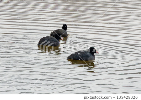 冬季，一群秧雞科的白骨頂雞棲息在水庫邊。 135429326