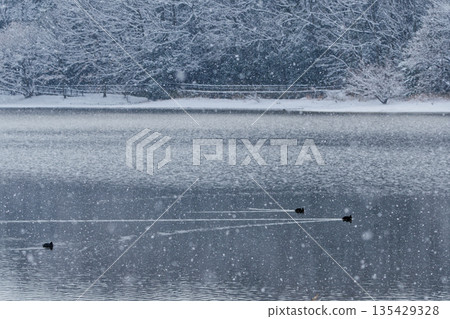 Calm winter lake surface - Coot 135429328