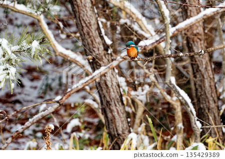 鈷藍翠鳥狩獵 鈷藍翠鳥狩獵 135429389