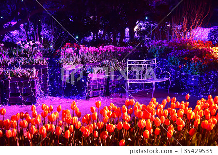 Enoshima, the jewel of Shonan, illuminations and tulips 135429535
