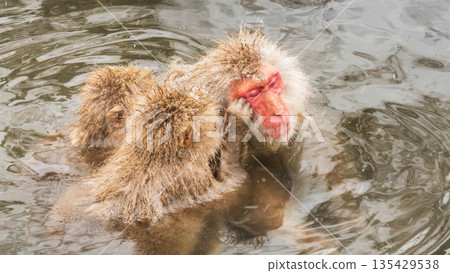 Snow Monkey (Jigokudani Monkey Park) 135429538