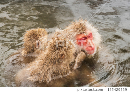 雪猴（地獄谷雪猴公園） 135429539