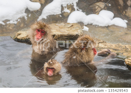 Snow Monkey (Jigokudani Monkey Park) Snow Monkey (Jigokudani Monkey Park) 135429543