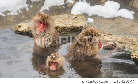 Snow Monkey (Jigokudani Monkey Park) Snow Monkey (Jigokudani Monkey Park) 135429544