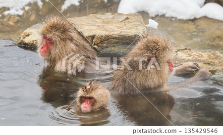 Snow Monkey (Jigokudani Monkey Park) Snow Monkey (Jigokudani Monkey Park) 135429546