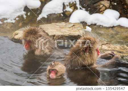 Snow Monkey (Jigokudani Monkey Park) 135429547