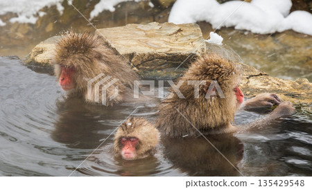 Snow Monkey (Jigokudani Monkey Park) Snow Monkey (Jigokudani Monkey Park) 135429548