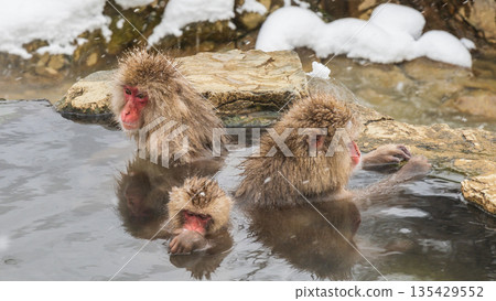 Snow Monkey (Jigokudani Monkey Park) Snow Monkey (Jigokudani Monkey Park) 135429552