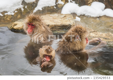 Snow Monkey (Jigokudani Monkey Park) Snow Monkey (Jigokudani Monkey Park) 135429553