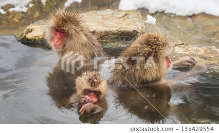 Snow Monkey (Jigokudani Monkey Park) Snow Monkey (Jigokudani Monkey Park) 135429554