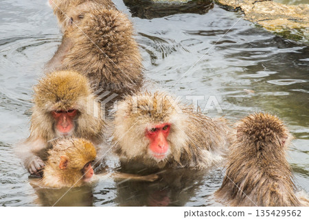 Snow Monkey (Jigokudani Monkey Park) Snow Monkey (Jigokudani Monkey Park) 135429562