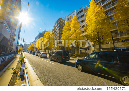 明治通街道兩旁是金黃色的銀杏樹，車水馬龍。 [秋景] 135429571
