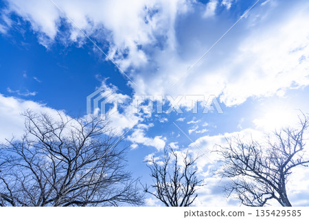 冬日的天空、雲彩和樹木 135429585