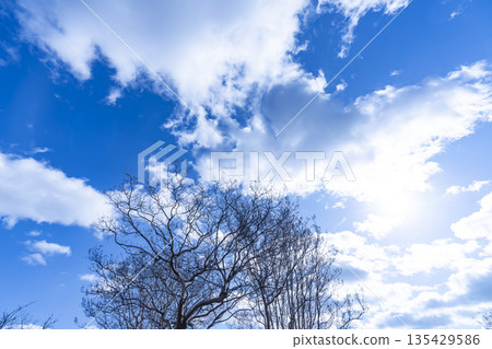 冬日的天空、雲彩和樹木 135429586