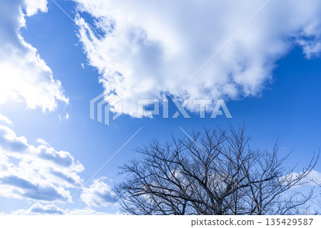 冬日的天空、雲彩和樹木 135429587