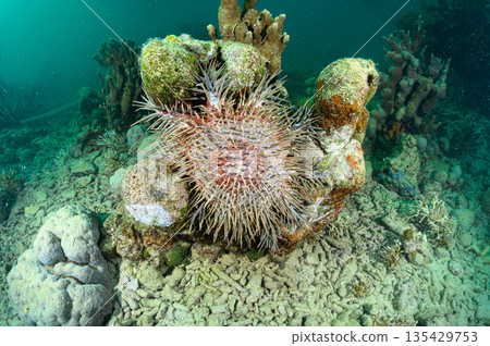 Crown-of-thorns starfish, Palauan sea, diving scene 135429753