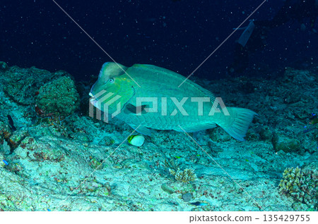拿破崙魚，帛琉海，潛水場景 135429755