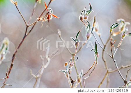 Winter buds of Ericaceae Azalea Winter buds of Ericaceae Azalea 135429819