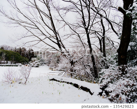 Snowy morning scenery Aichi Prefectural Forest Park Snowy morning scenery Aichi Prefectural Forest Park 135429823