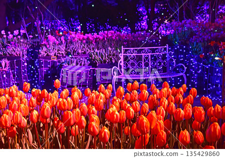 湘南明珠江之島、彩燈與鬱金香 135429860