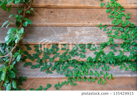 Vine plant growth and climbing on wooden house wall. Ivy plants are lush, long-vining plants that will look stunning in your home. 135429915