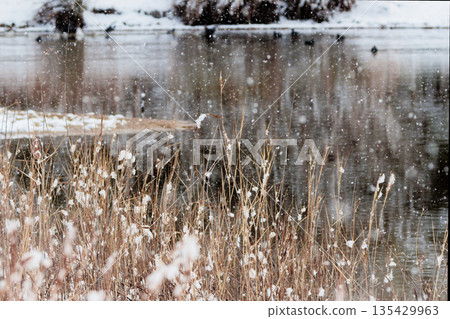A flock of coots of the family Rabinidae foraging in a pond in winter A flock of coots of the family Rabinidae foraging in a pond in winter 135429963