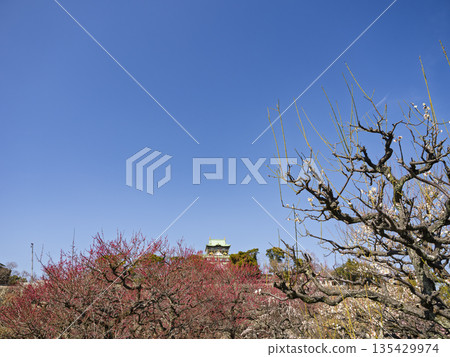 A spectacular view in spring! Osaka Castle and the expansive plum grove A spectacular view in spring! Osaka Castle and the expansive plum grove 135429974