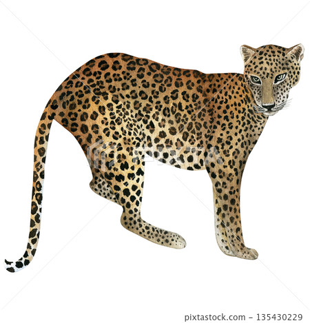 Leopard. Hand-drawn watercolor illustration, isolated on a white background. Watercolor drawing for textile design, wallpaper, prints, and banners Leopard. Hand-drawn watercolor illustration, isolated on a white background. Watercolor drawing for textile design, wallpaper, prints, and banners 135430229