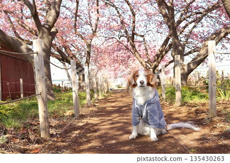 櫻花樹叢中，庫伊克洪傑（Kooikerhondje）的身影真美。 135430263