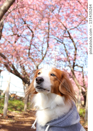Kawazu cherry blossoms along the Koide River, giving a spring feel, and my beloved dog on a walk 135430264