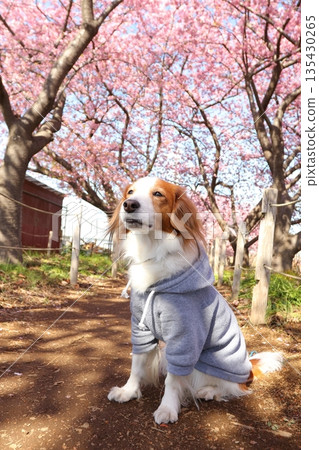 Kooikerhondje, where the pink Kawazu cherry blossoms stand out 135430265