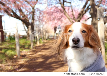 Kawazu cherry blossoms at Koidegawa River and a pet dog with a calm expression 135430268
