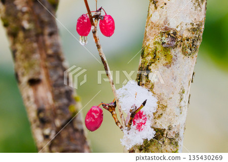 紅色的山茱萸莓果和冬雪 135430269