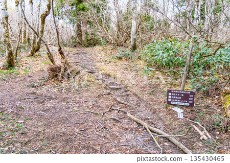 Early summer at Mt. Osorakan - Fresh greenery on the hiking trail 1, Akiota Town, Yamagata County, Hiroshima Prefecture Early summer at Mt. Osorakan - Fresh greenery on the hiking trail 1, Akiota Town, Yamagata County, Hiroshima Prefecture 135430465