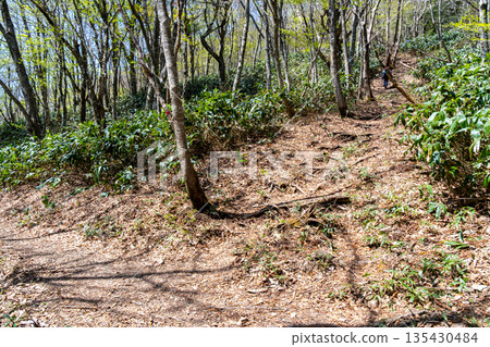 Early summer at Mt. Osorakan: Fresh greenery on hiking trail 6, Akiota Town, Yamagata County, Hiroshima Prefecture Early summer at Mt. Osorakan: Fresh greenery on hiking trail 6, Akiota Town, Yamagata County, Hiroshima Prefecture 135430484