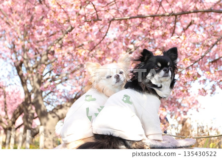 即使是轉身鏡頭,小出川的櫻花和吉娃娃也依然可愛極了。 即使是轉身鏡頭,小出川的櫻花和吉娃娃也依然可愛極了。 135430522