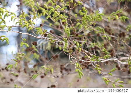 Alnus alba (male and female inflorescences and spikes) 135430717